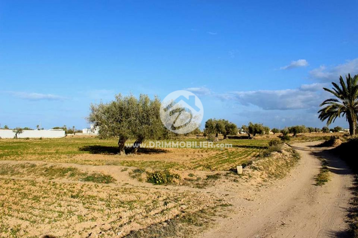 V286 -                            Vente
                           Terrain Djerba