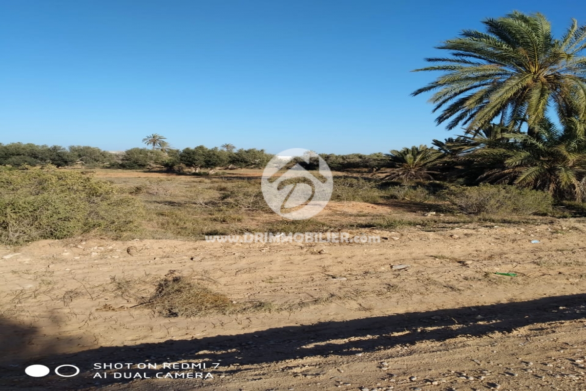 V467 -                            Vente
                           Terrain Djerba