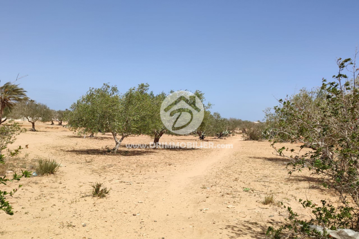 V599 -                            Koupit
                           Terrain Djerba