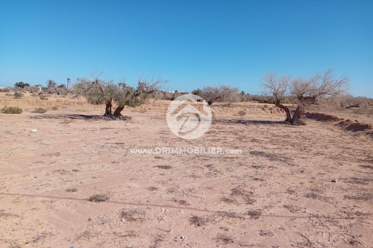 V631 -                            بيع
                           Terrain Djerba