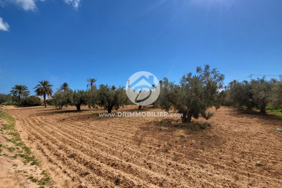 V703 -   Terrain Djerba