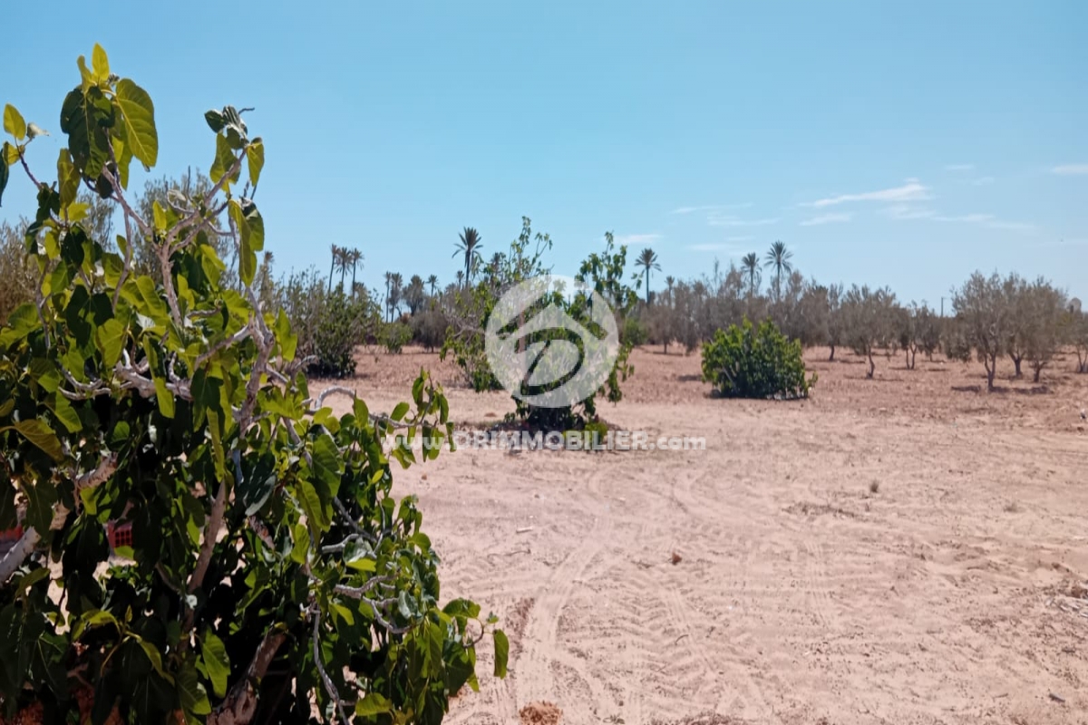 V778 -                            Vente
                           Terrain Djerba