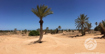 V153 -                            بيع
                           Terrain Djerba