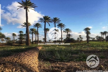 V360 -                            بيع
                           Terrain Djerba