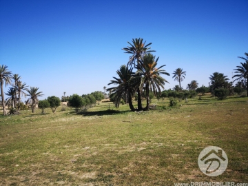 V364 -                            Sale
                           Terrain Djerba