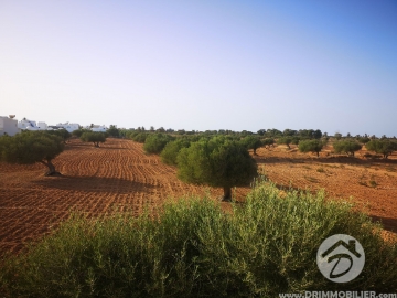 V403 -                            Sale
                           Villa avec piscine Djerba