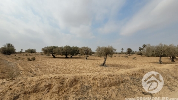 V495 -                            Vente
                           Terrain Djerba