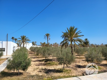 V515 -                            Koupit
                           Houch Djerbien Djerba