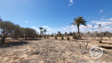 V555 -                            بيع
                           Terrain Djerba