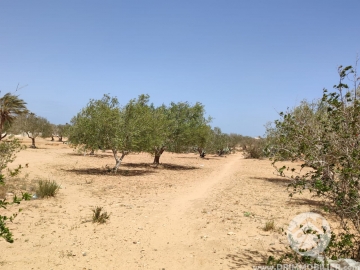 V599 -                            بيع
                           Terrain Djerba