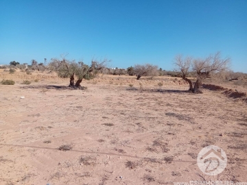  V631 -    Terrain Djerba