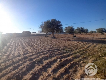 V637 -                            بيع
                           Terrain Djerba