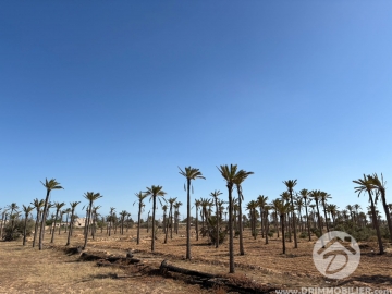 V692 -                            Sale
                           Terrain Djerba