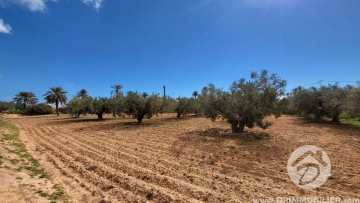 V703 -                            Vente
                           Terrain Djerba