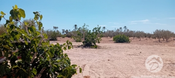 V778 -                            Vente
                           Terrain Djerba